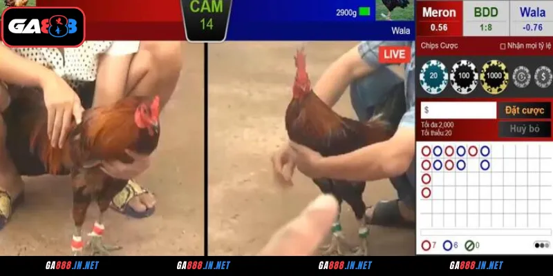Các hình thức đá gà CPC2 rực lửa tại GA888