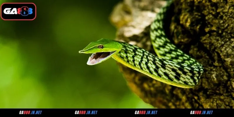 Giải mã chi tiết các điềm báo mơ thấy rắn thường gặp