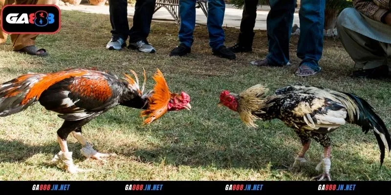 Giới thiệu về sảnh đá gà ICF