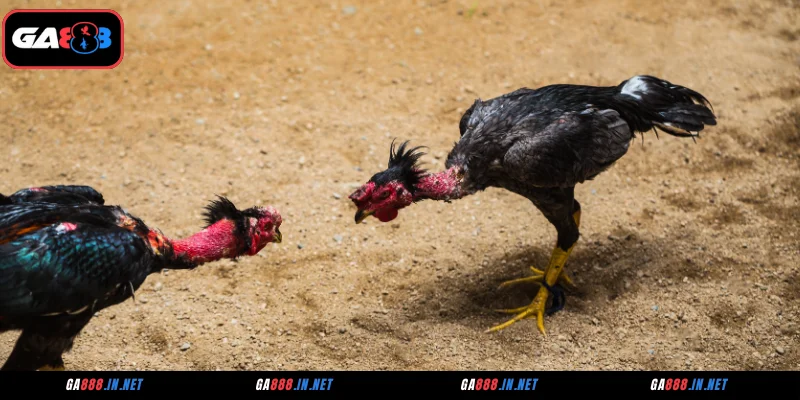 Sơ lược về đá gà SV388