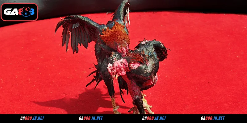 Tổng hợp những trận đá gà SV388 đáng chú ý