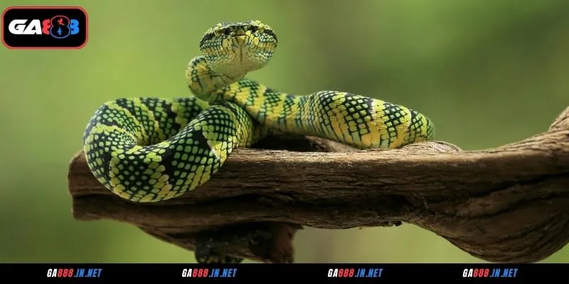 Tổng quan về giấc mơ thấy rắn