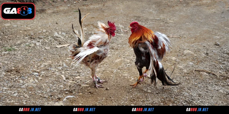 Ưu điểm nổi bật sảnh đá gà SV388 thu hút hội viên DAGA888